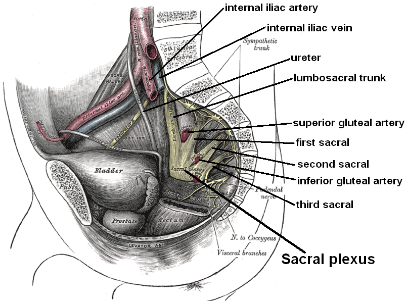 sacral plexus replica