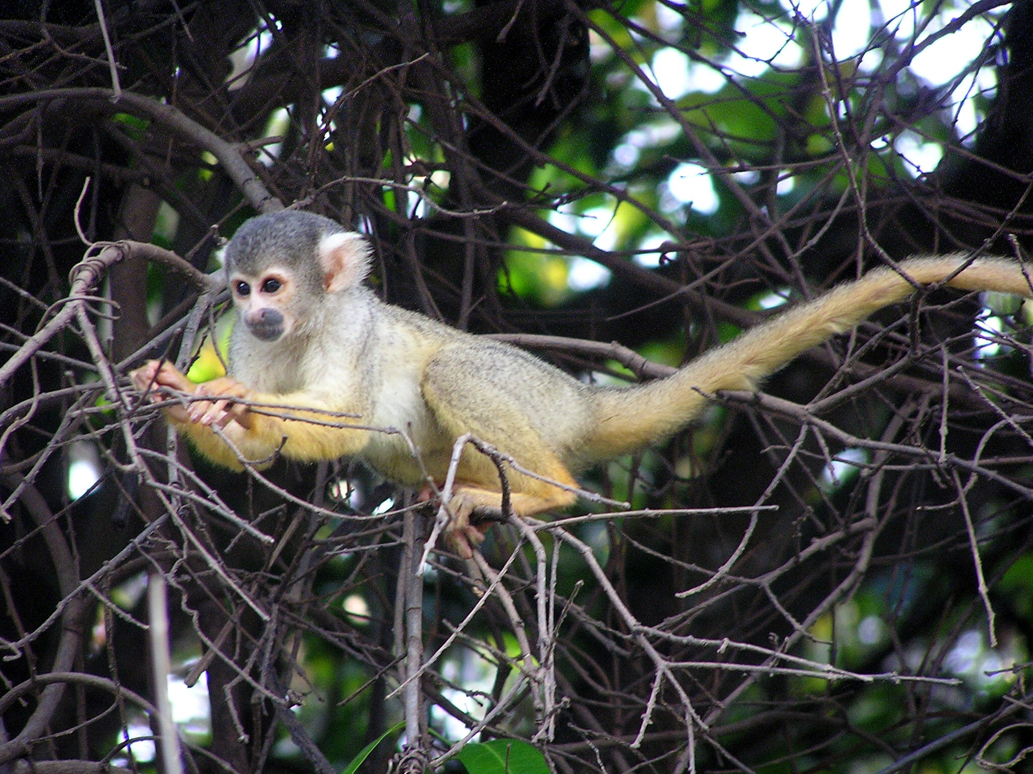 File:Squirrel monkey 2.JPG - Wikimedia Commons