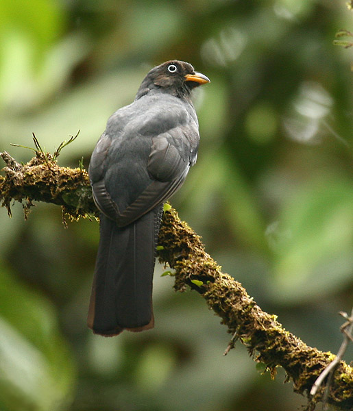 Trogon clathratus image