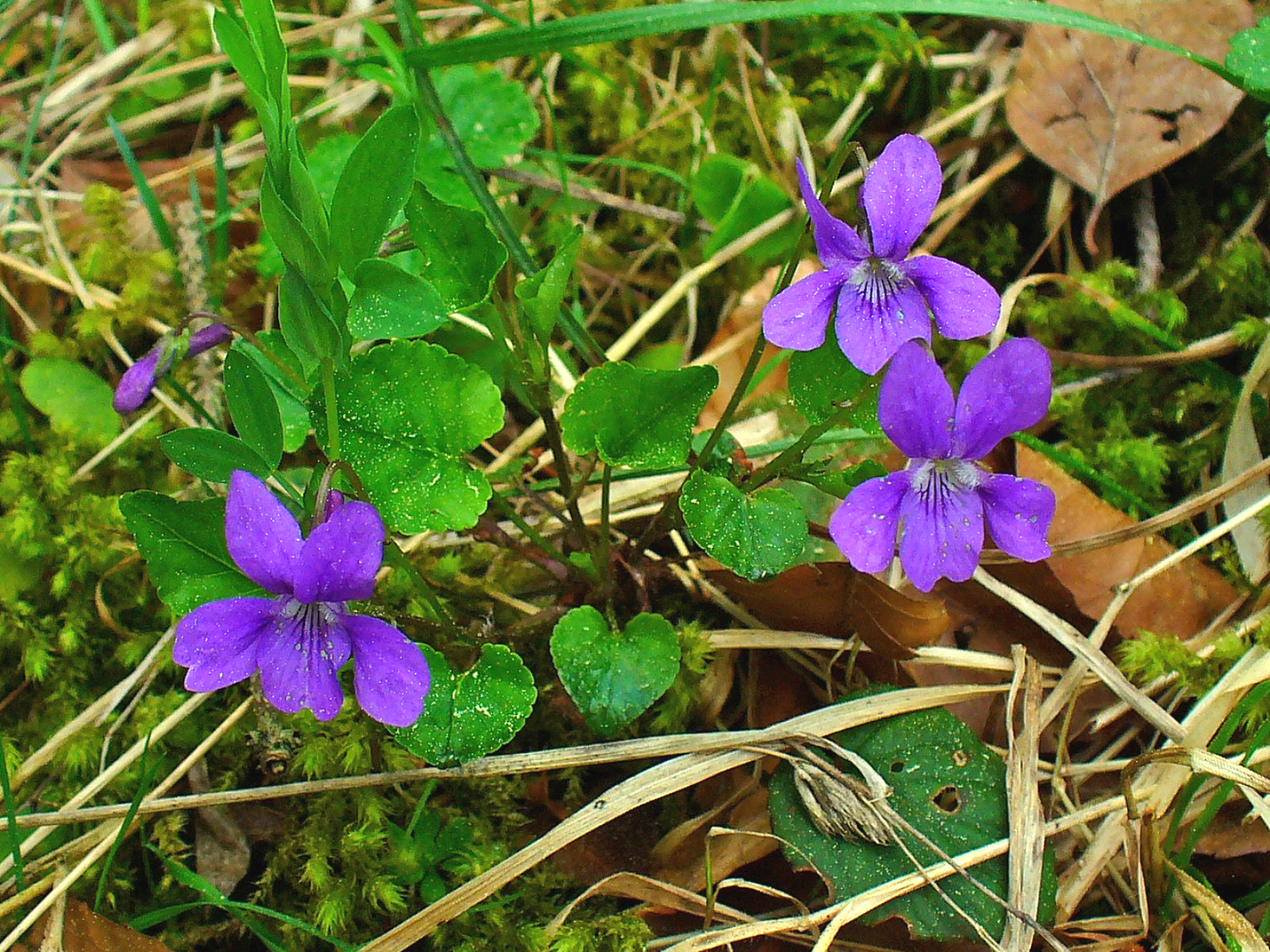 File:Viola reichenbachiana 001.jpg - Wikimedia Commons