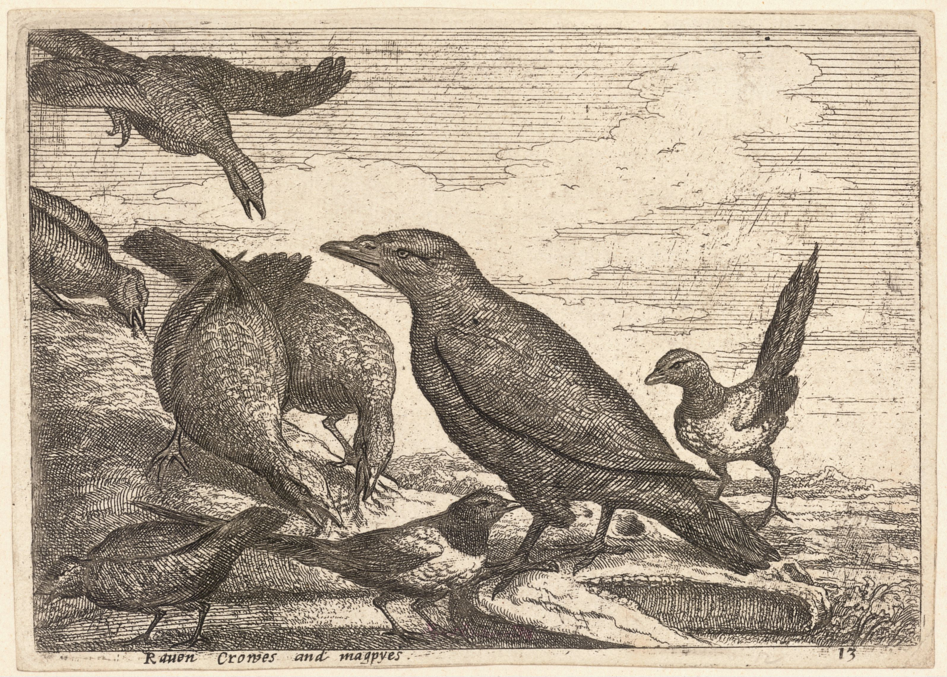 Wenceslas Hollar - Raven, crows and magpies