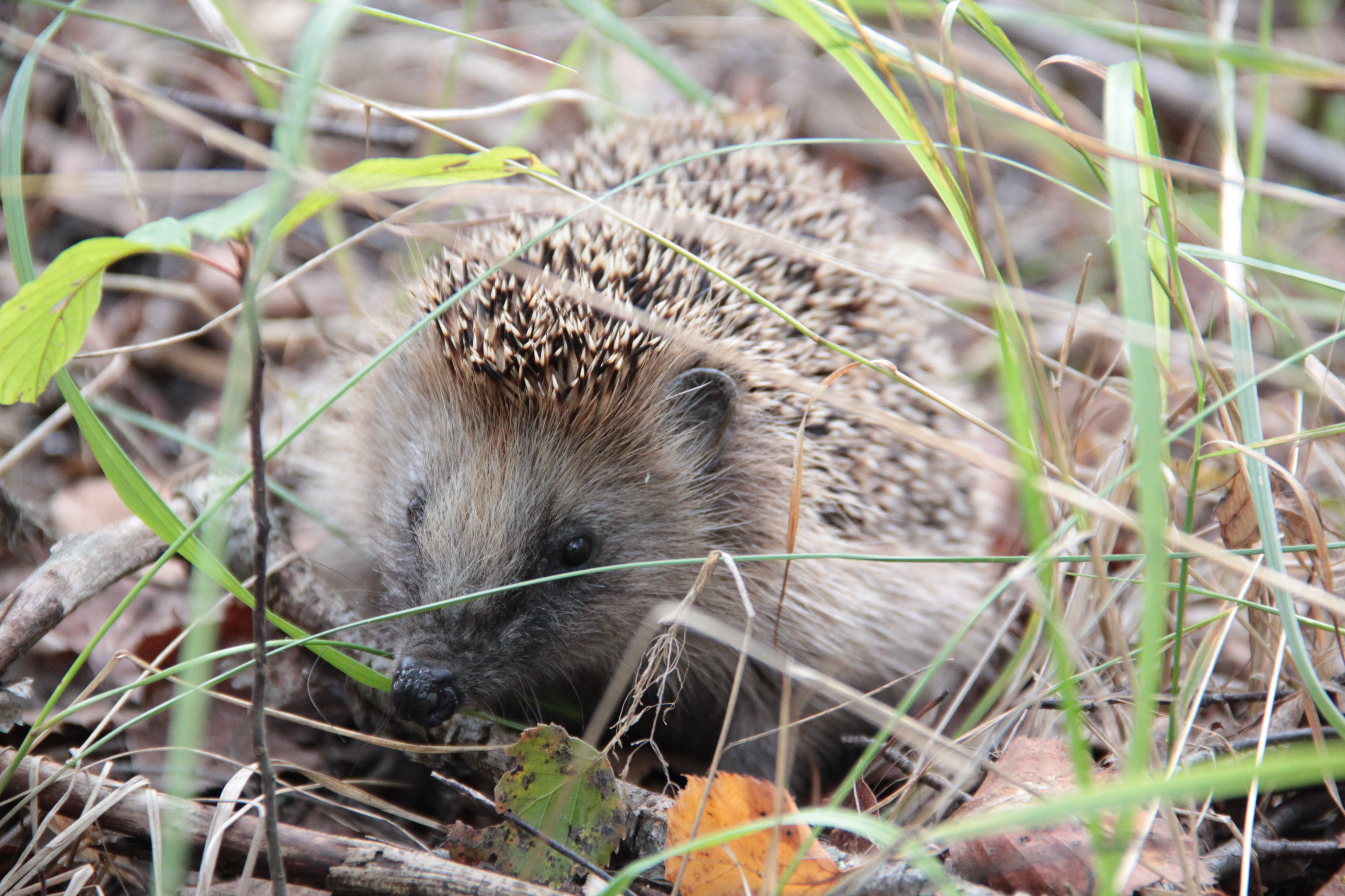 woodland hedgehog