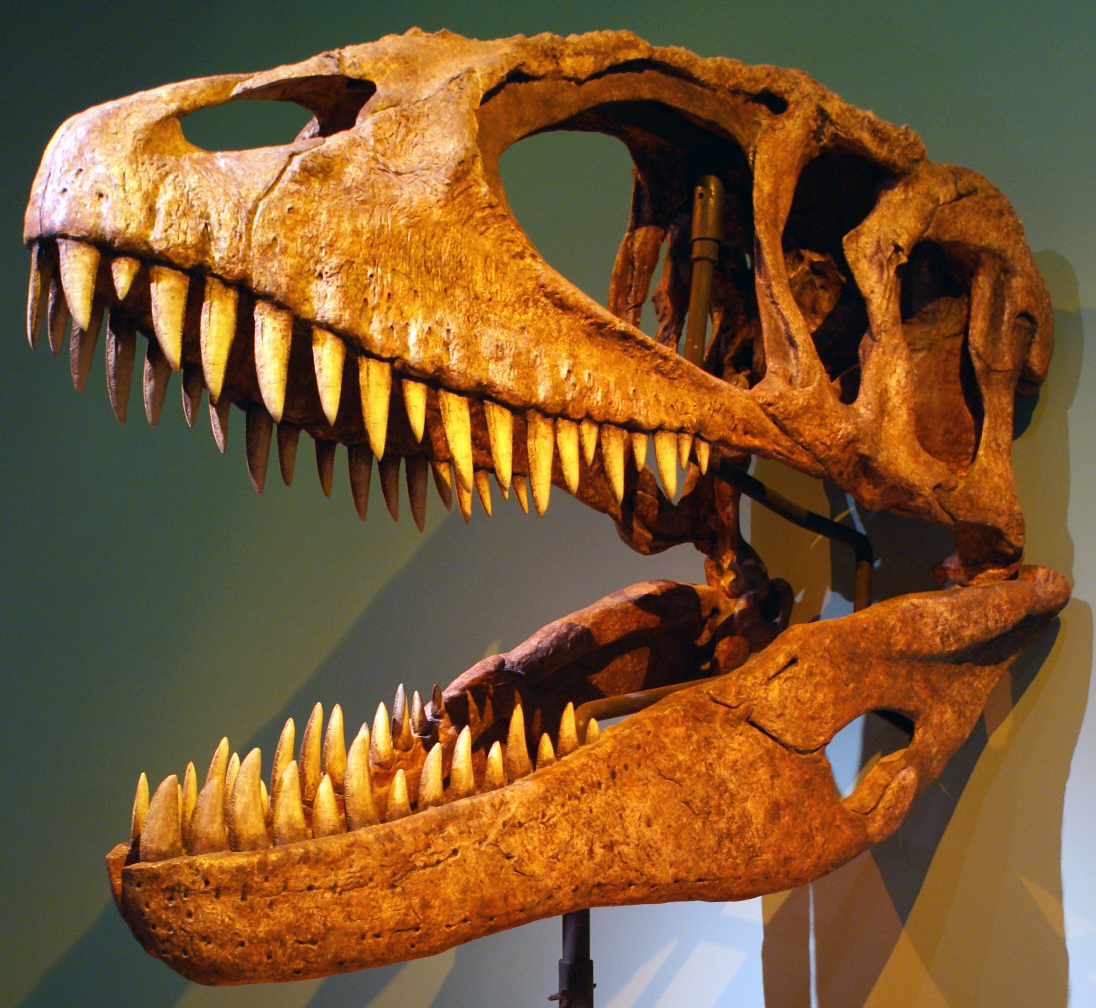 Pics Of Carcharodontosaurus