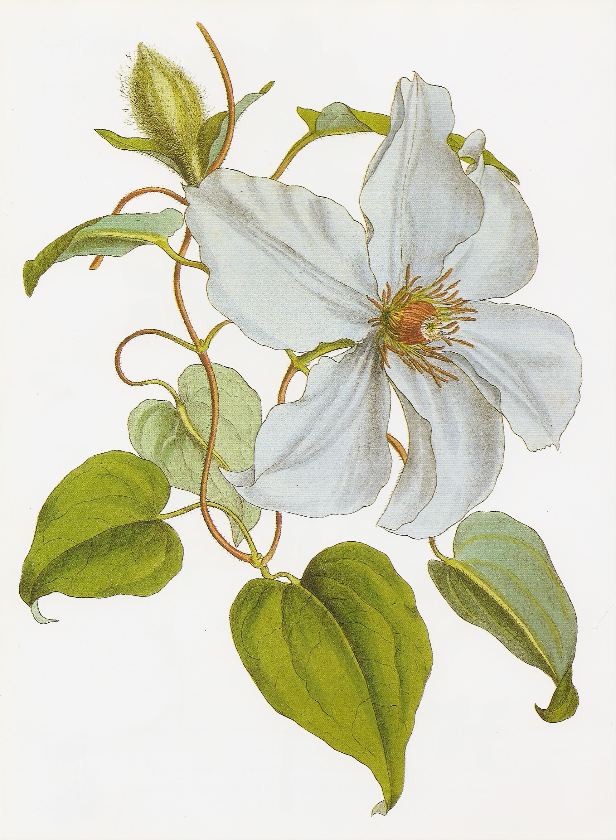 Clematis lanuginosa 'Nelly Moser'