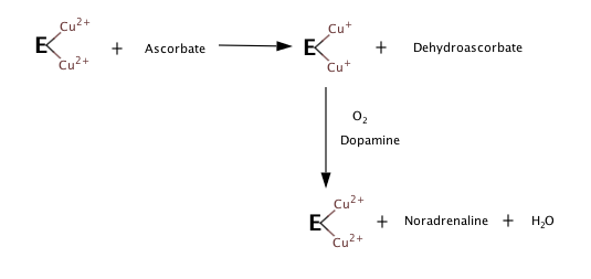 En l'absence d'oxygène, la dopamine ou d'autres substrats de l'enzyme et de l'ascorbate mélange produit enzymatique réduite et dehydroascorbate. Exposer la réduction de l'enzyme à l'oxygène et les résultats de la dopamine dans l'oxydation de l'enzyme et de la formation de la recapture de la noradrénaline et de l'eau, et cette étape ne nécessite pas l'ascorbate.