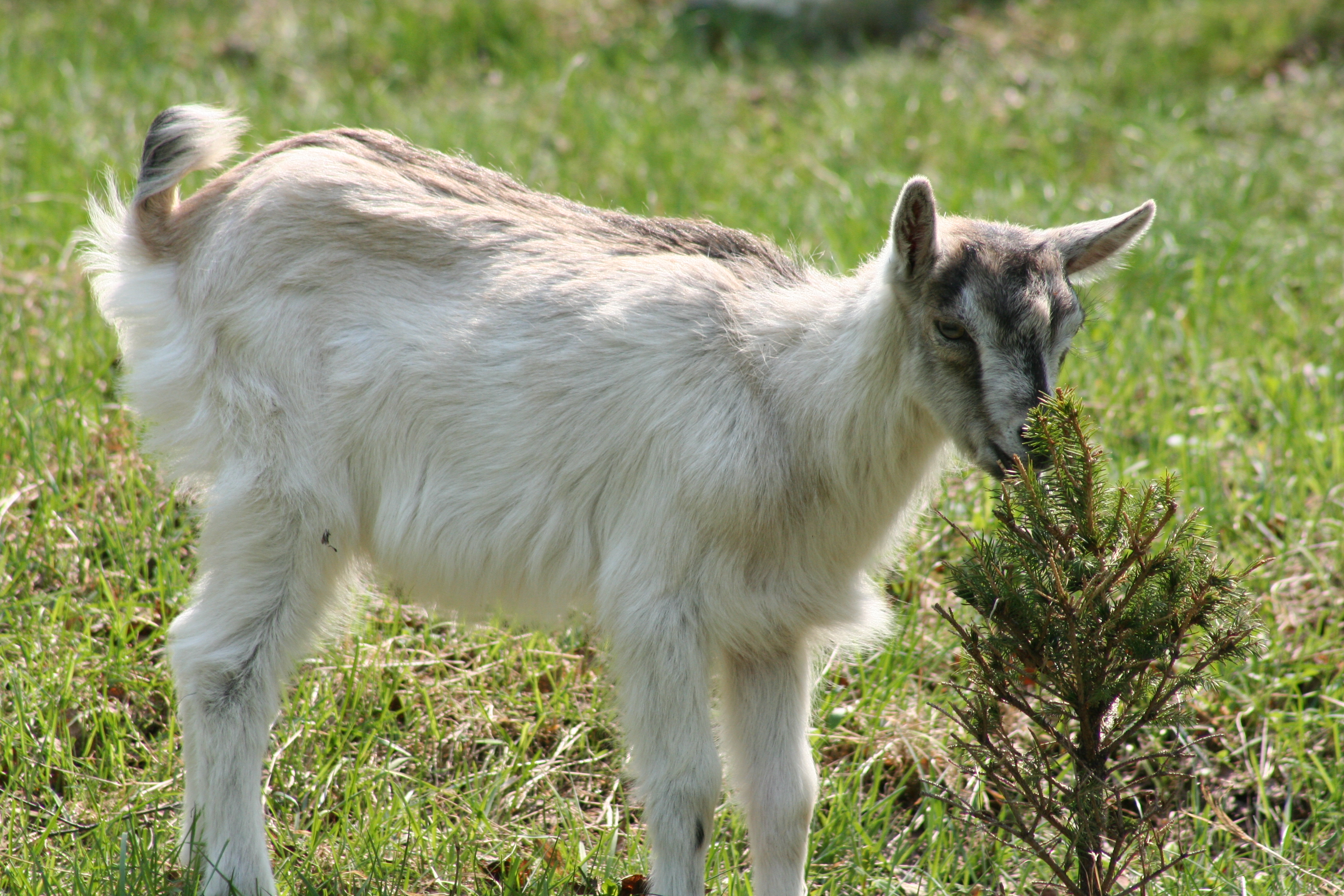 domestic goat