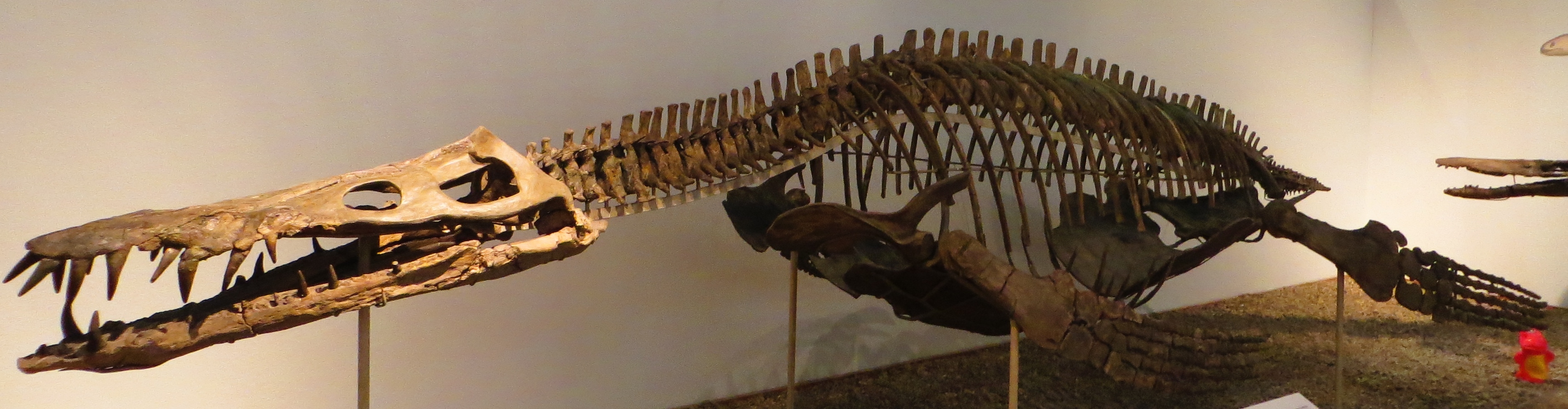 http://upload.wikimedia.org/wikipedia/commons/5/5c/Liopleurodon_ferox_Tubingen_2.JPG