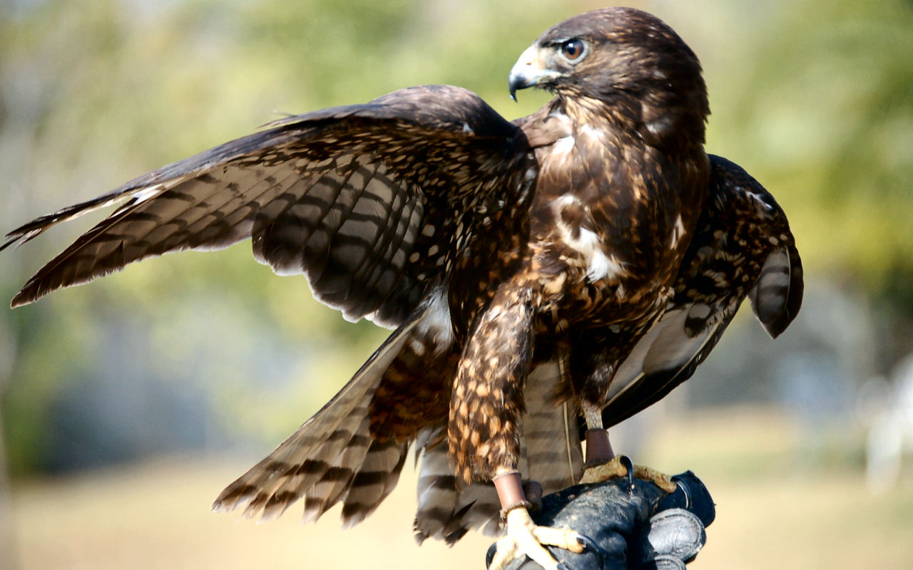 Hawk [1931]