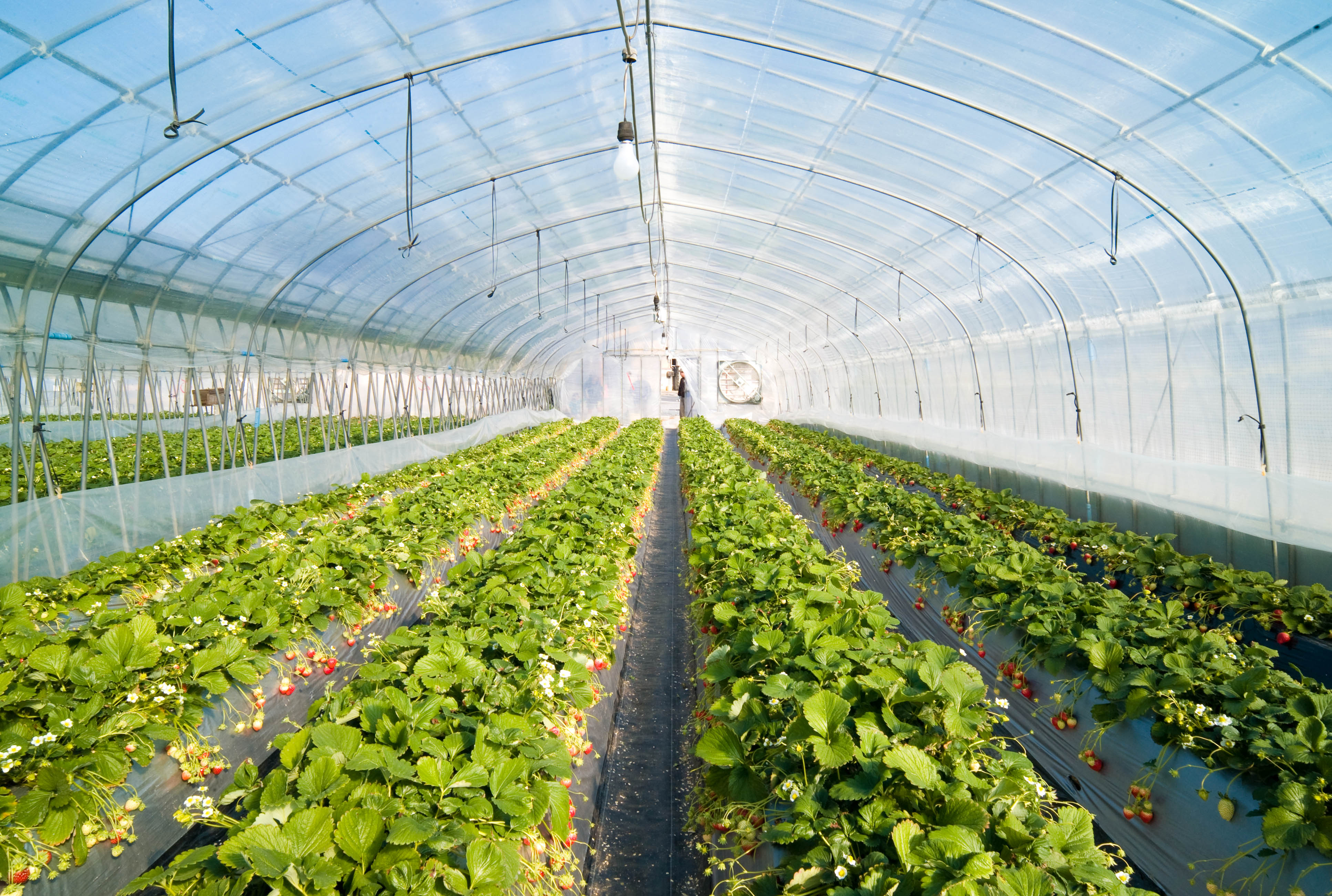 File:Strawberry greenhouse.jpg - Wikimedia Commons