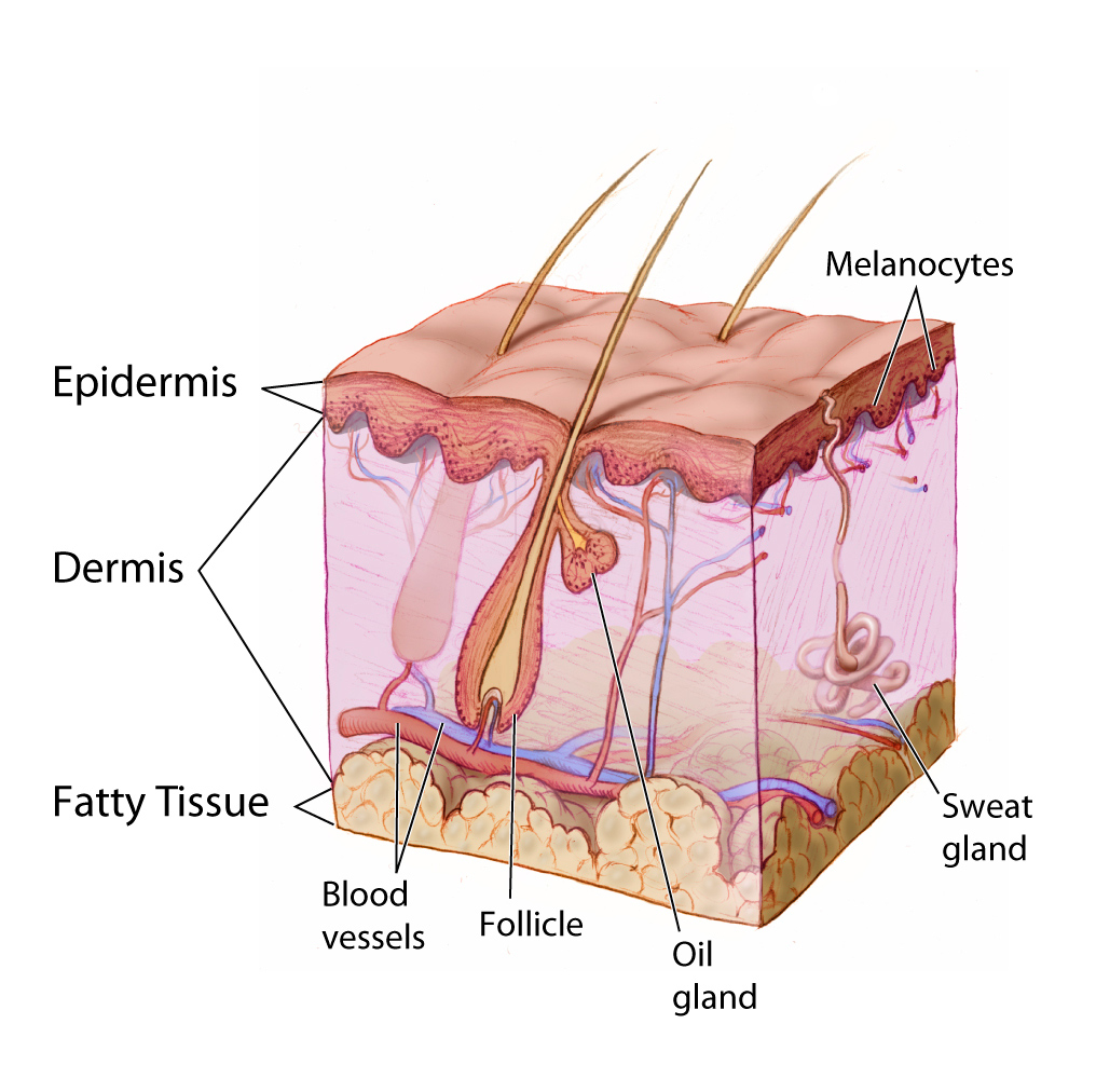 File:Anatomy The Skin - NCI Visuals Online.jpg - Wikimedia Commons