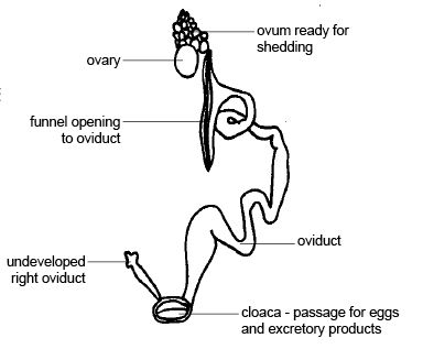 Female Reproductive System Diagram Worksheet