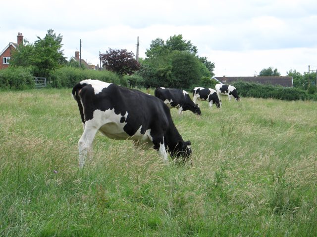 Cattle_grazing_at_Cuckold's_Green_-_geograph.org.uk_-_199265.jpg