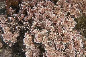 File:Corallina elongata.jpg