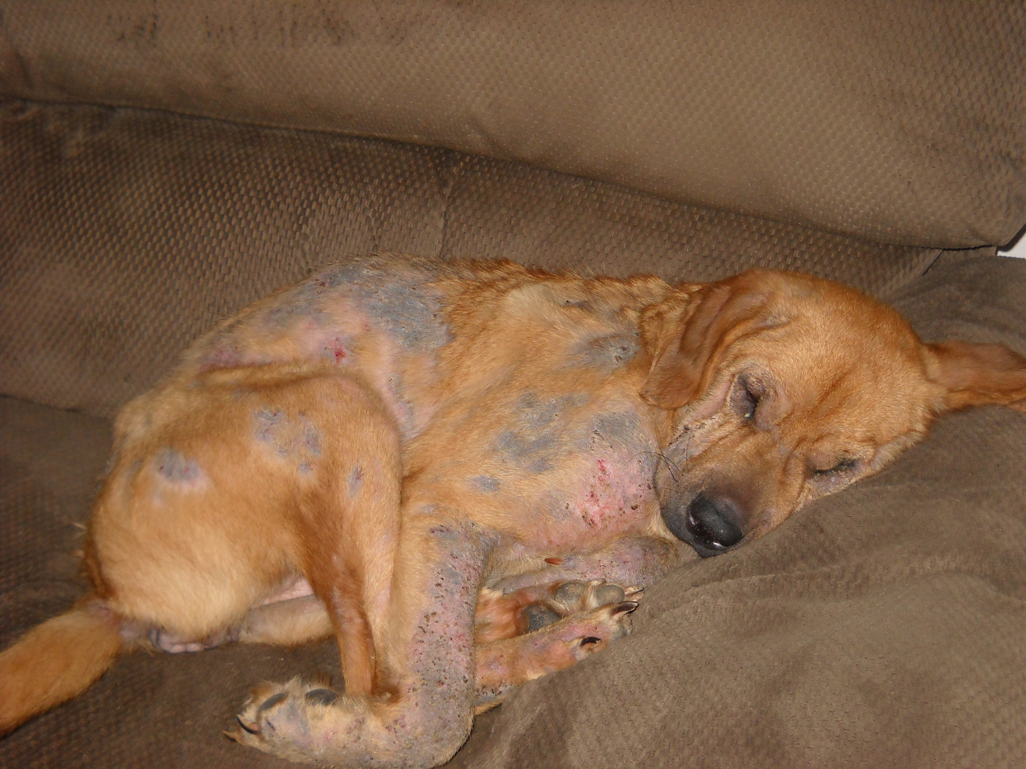 symptoms of mange in dogs and treatment