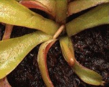 Fichier:Dionaea muscipula growth time-lapse.gif