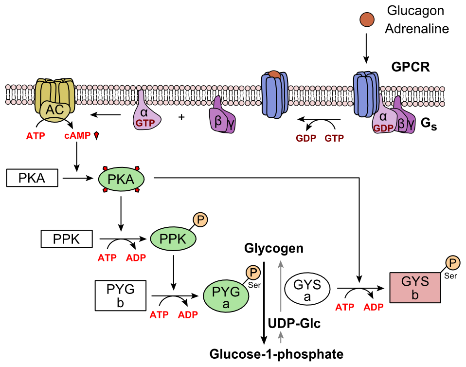 Metabole regulatie van glycogeen door glucagon.