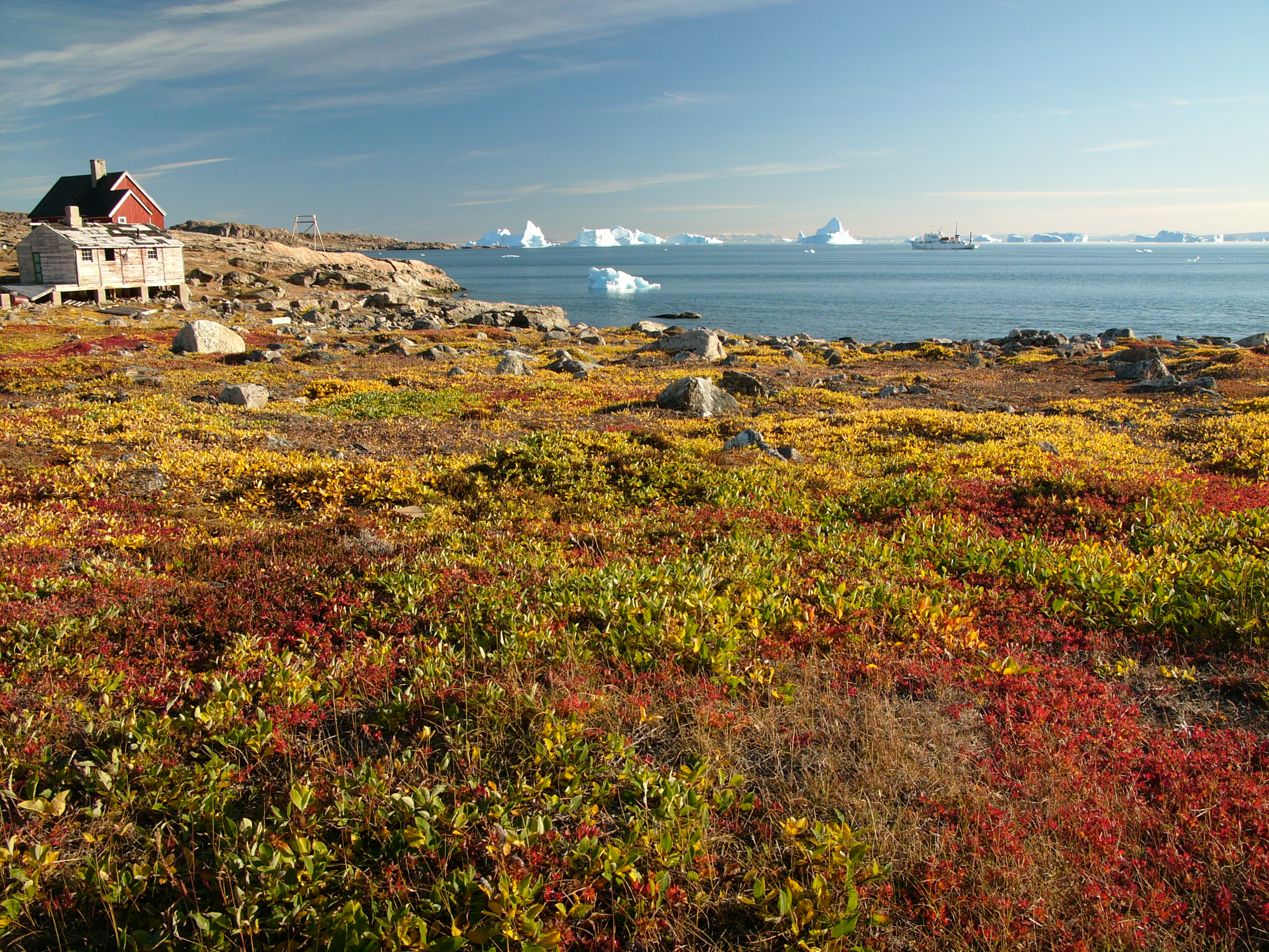 Greenland Vegetation