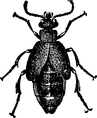 Oil_Beetle.png