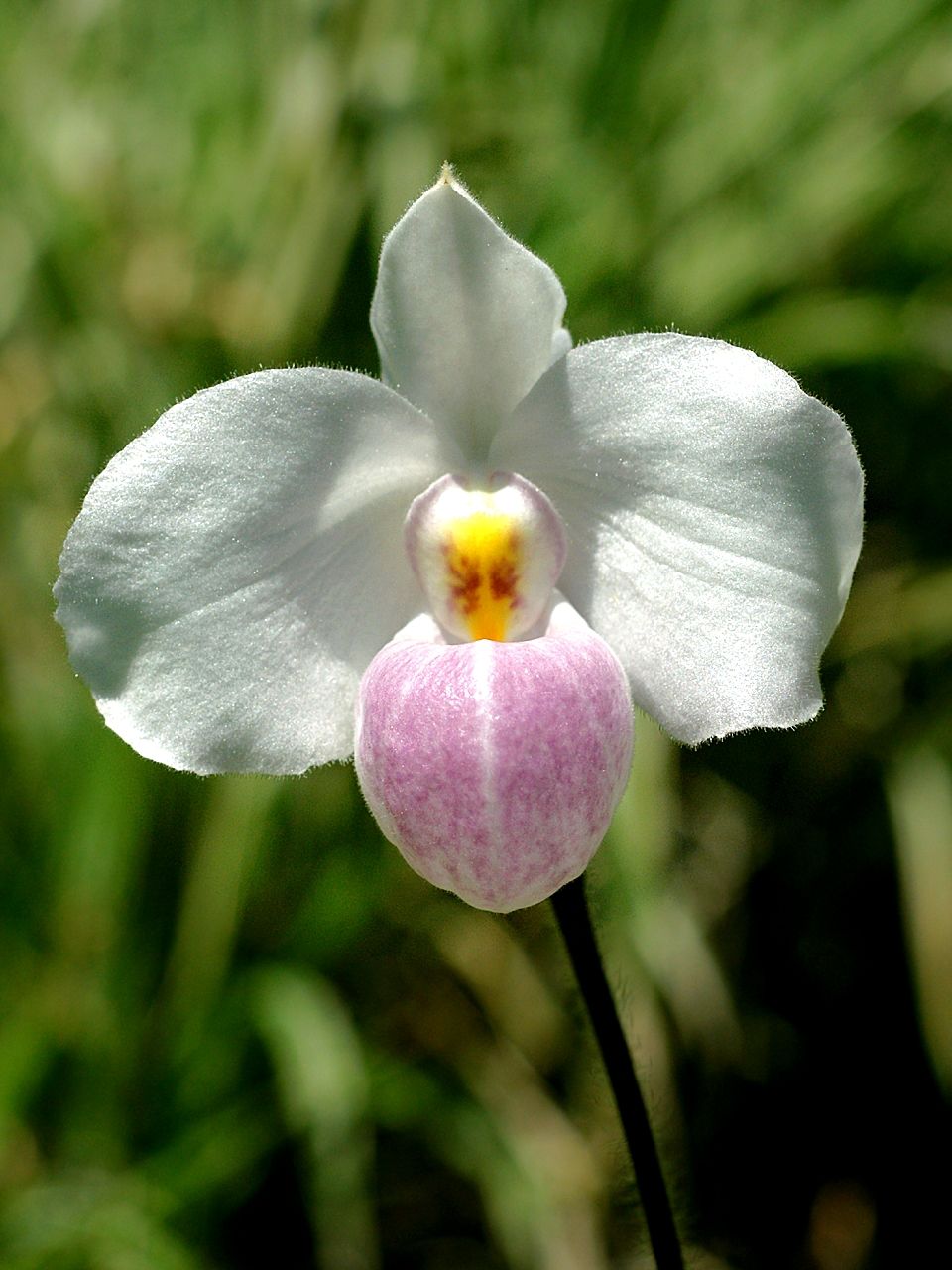 http://upload.wikimedia.org/wikipedia/commons/5/5d/Paphiopedilum_delenatii_Orchi_013.jpg