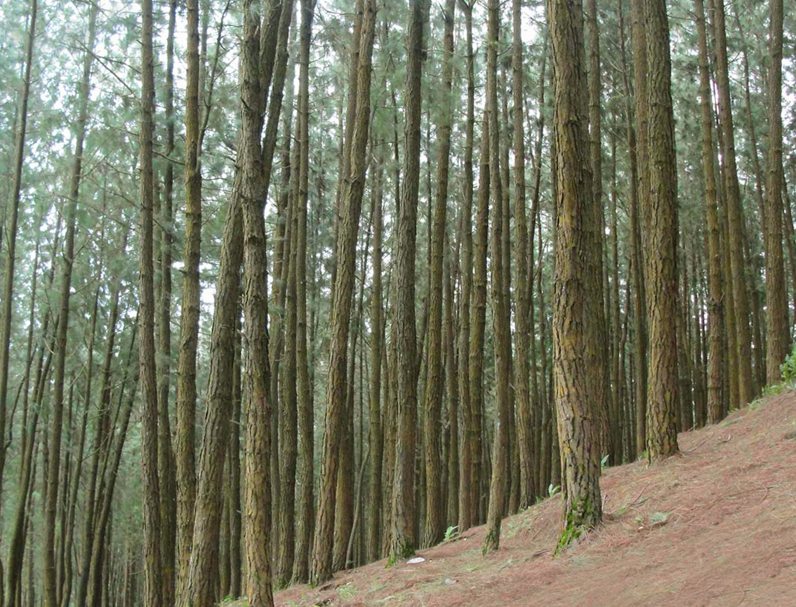File:Pine tree forest 2.jpg - Wikimedia Commons
