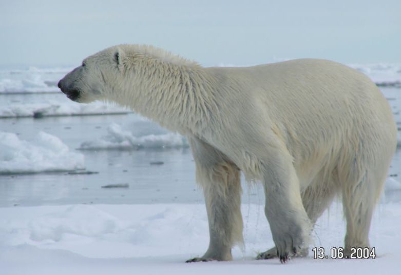 Polarbear spitzbergen 1 雪男(イエティ)の正体が遂に判明！伝説に終止符が打たれることに！