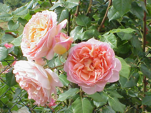 rose 12 -r-ro-(austin rose)