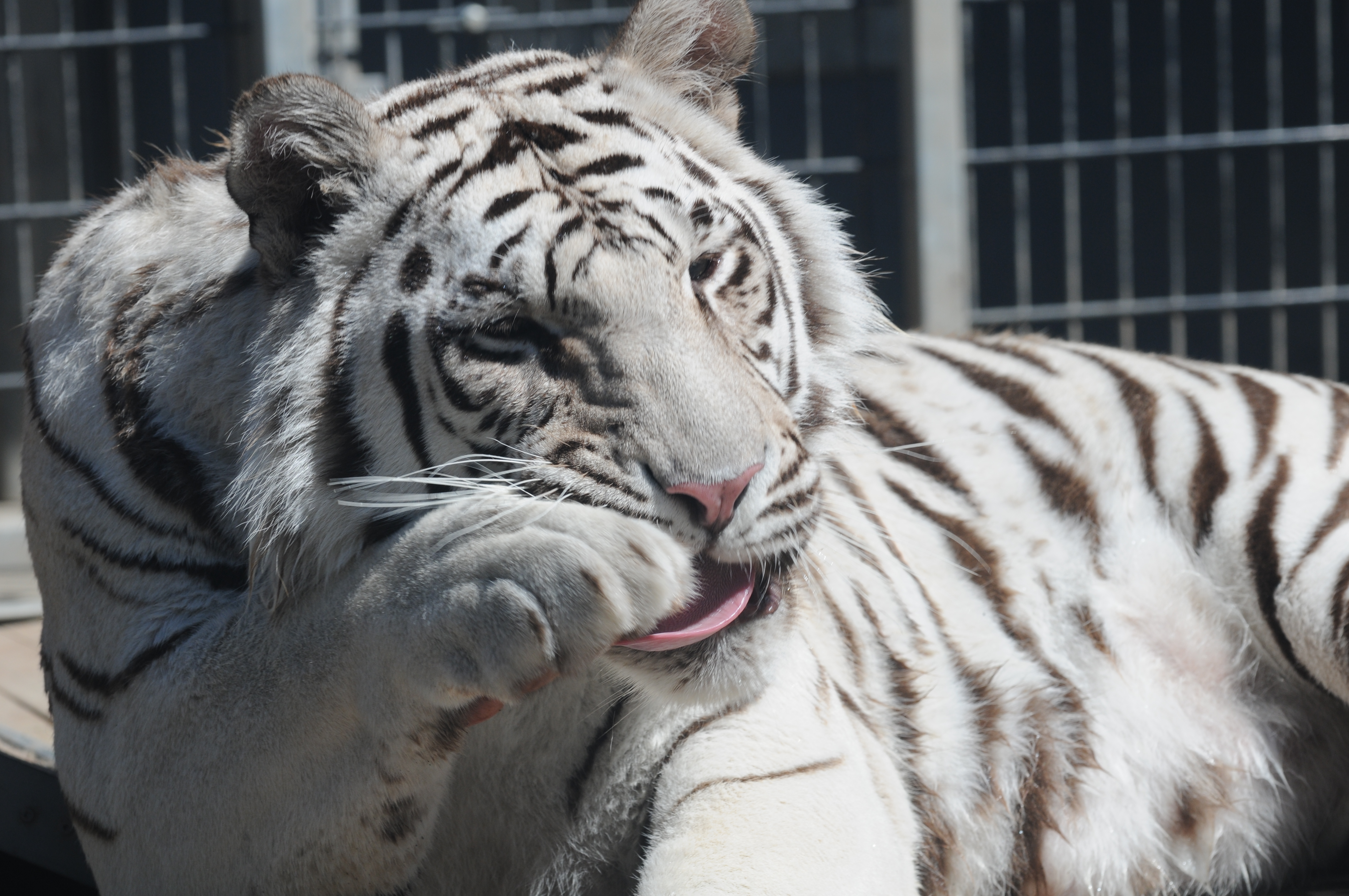 Bengal Tigers White