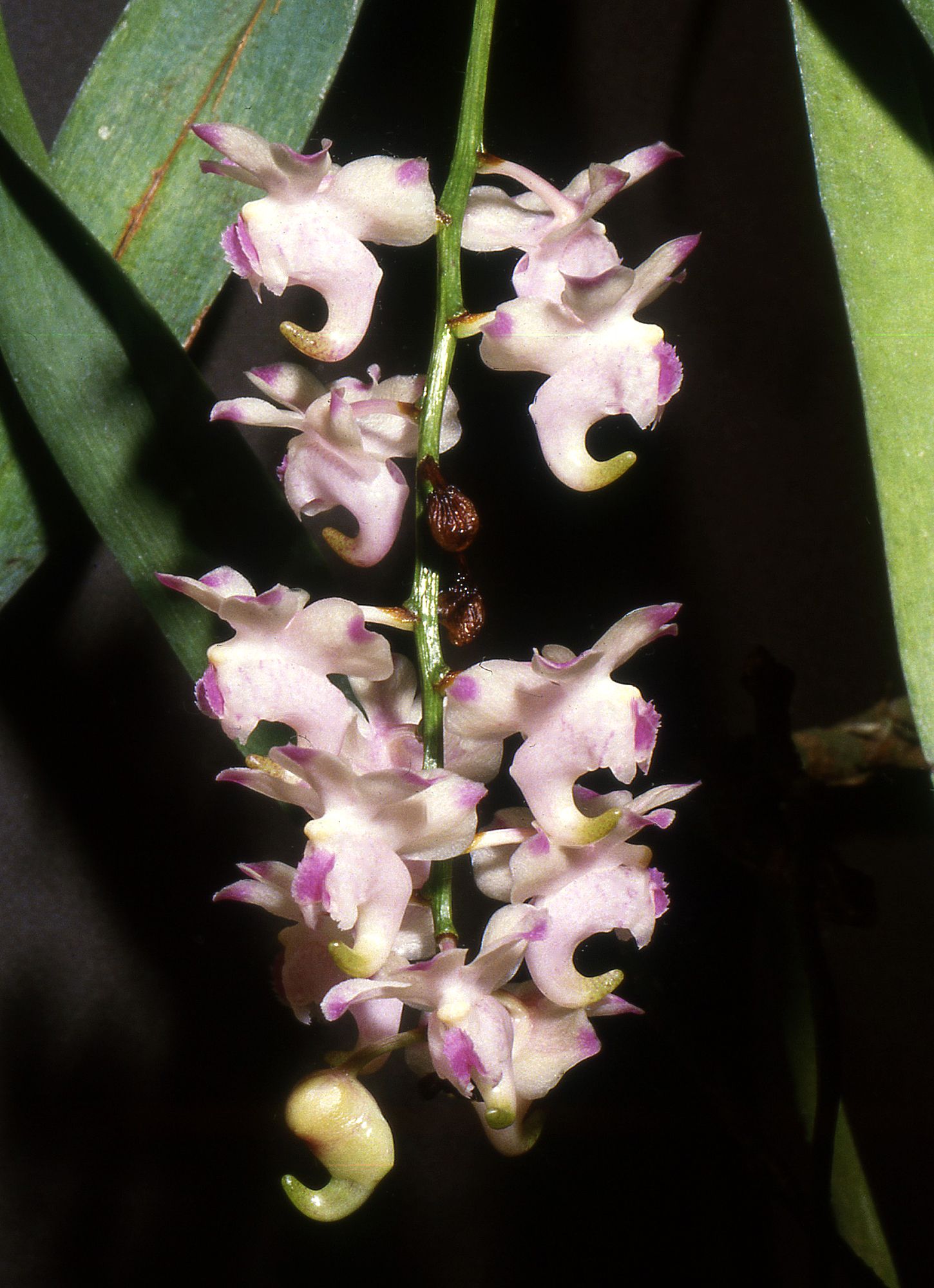 http://upload.wikimedia.org/wikipedia/commons/5/5e/Aerides_lawrenceae_Orchi_002.jpg