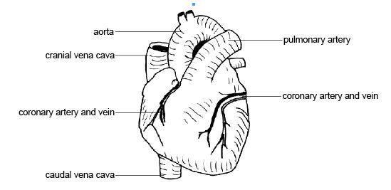 heart attack diagram. Diagram 8.11 - The heart