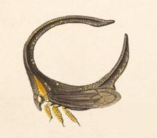 Sphongophorus ballista
