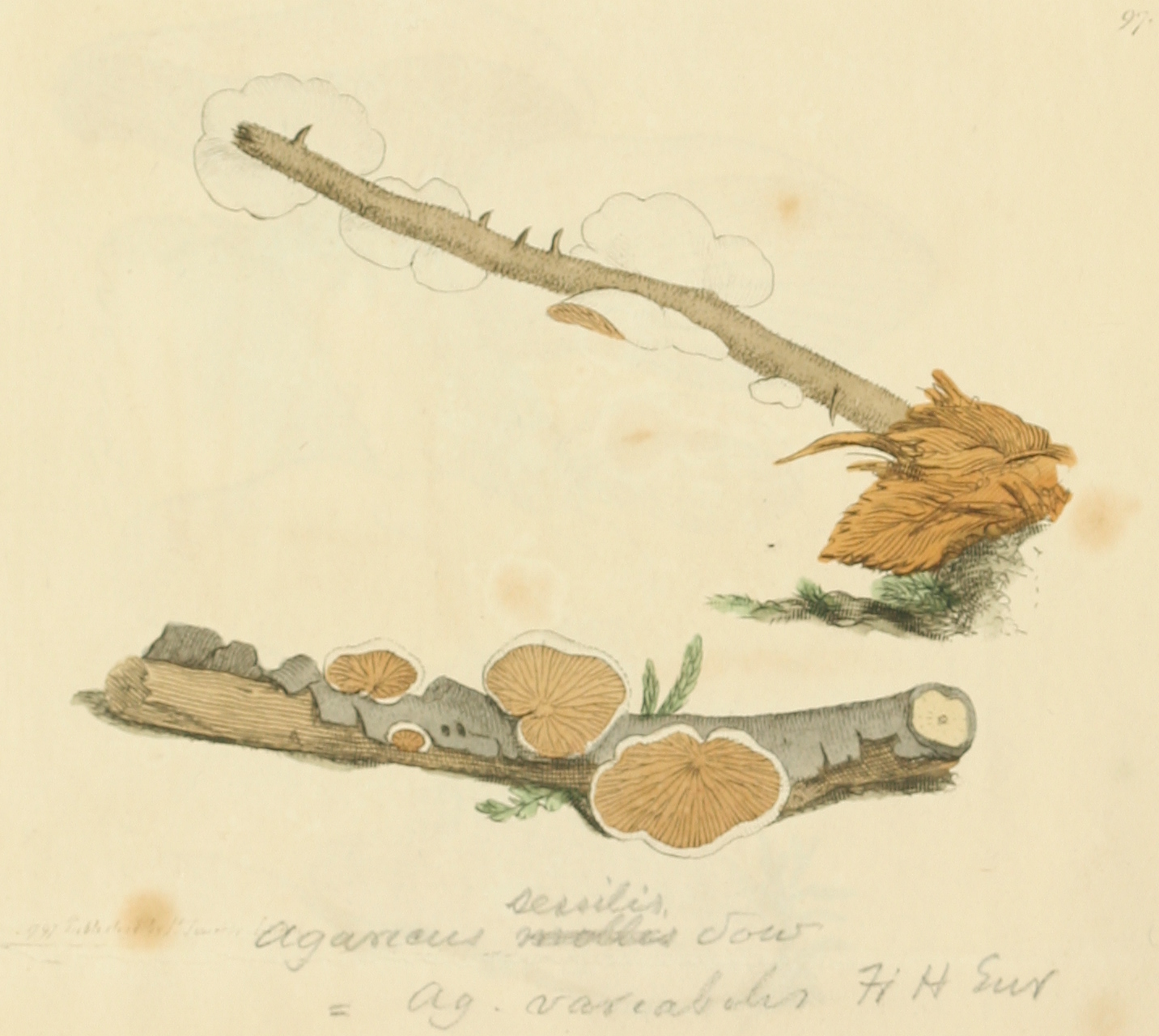 Coloured Figures of English Fungi or Mushrooms