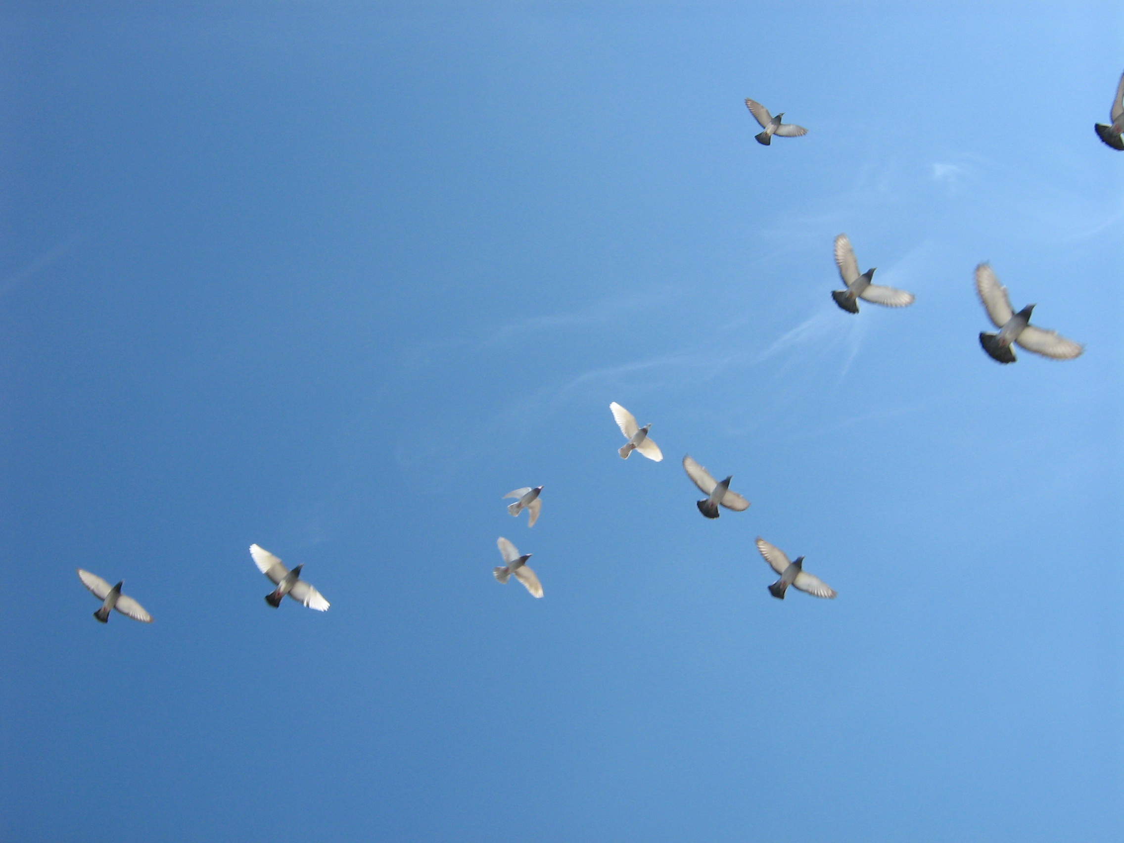 Birds flying, Casablanca, Morocco