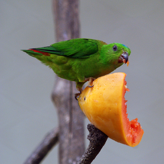 Loriculus_galgulus_-Kuala_Lumpur_Bird_Park_-female-8a-3c.jpg