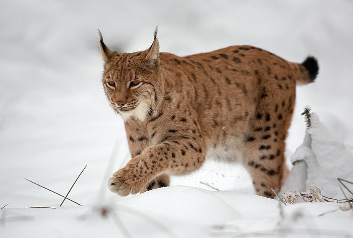 Fichier:Lynx lynx 1 (Martin Mecnarowski).jpg