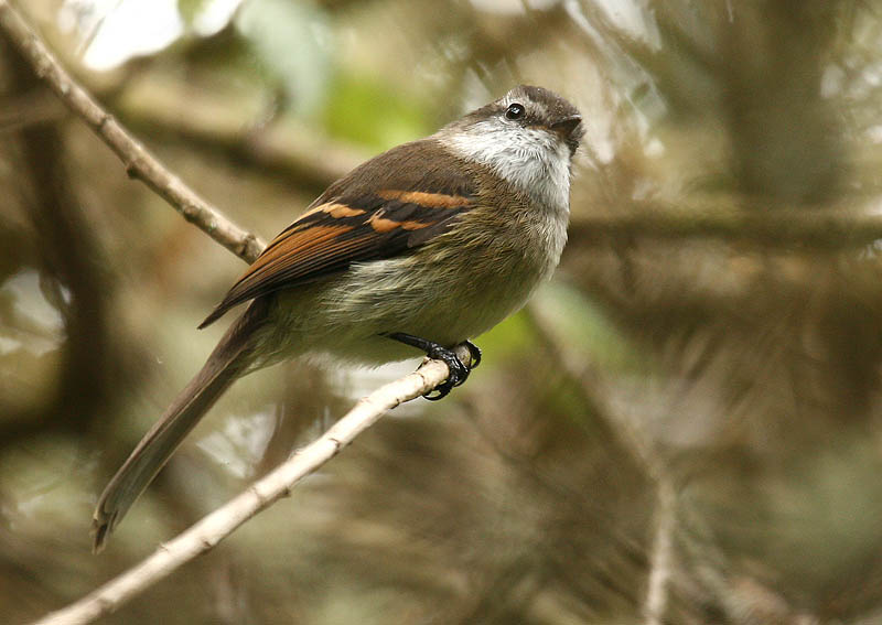 Ficheiro:Mecocerculus leucophrys -Ecuador-8.jpg