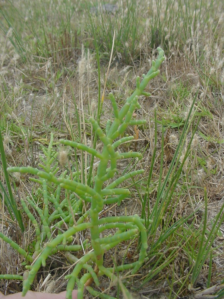 Halosarcia indica image