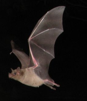 Lesser (Southern) Long-nosed Bat (Leptonycteri...