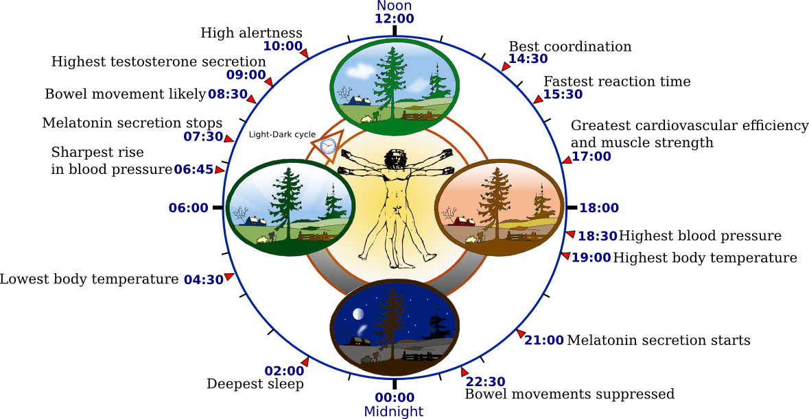 Circadian Rhythm Biological Clock