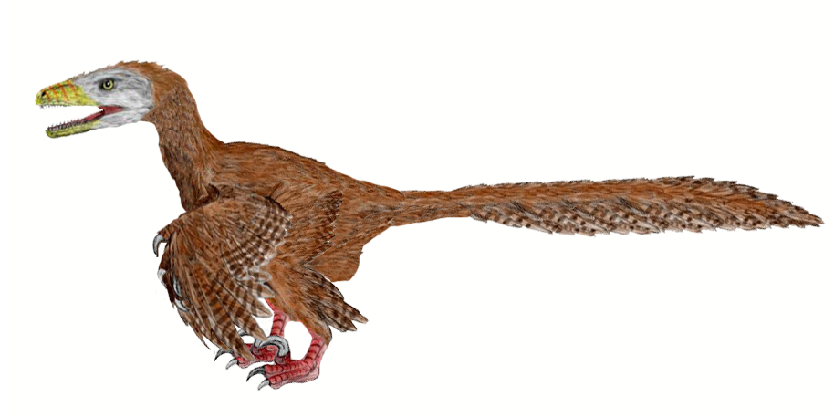 Deinonychus antirhhopus