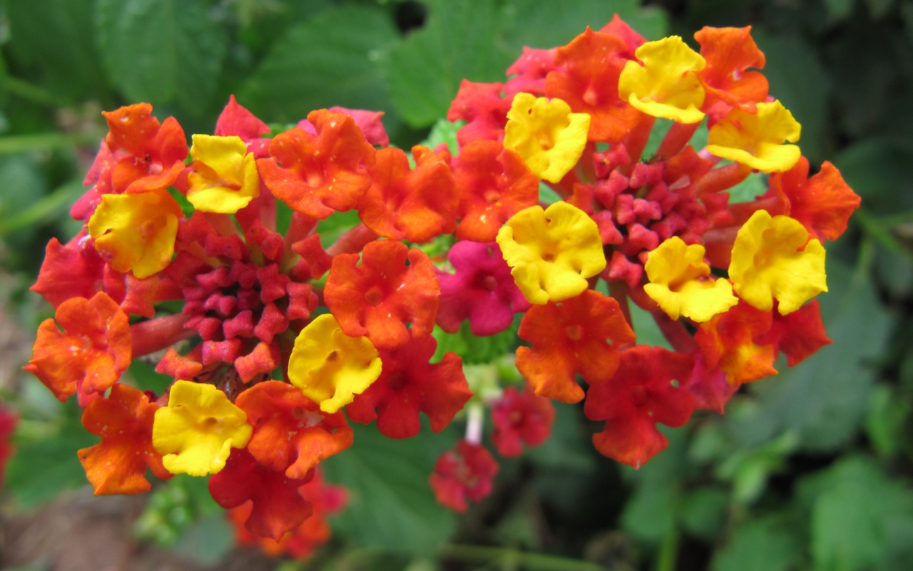 Description Lantana flowers.jpg