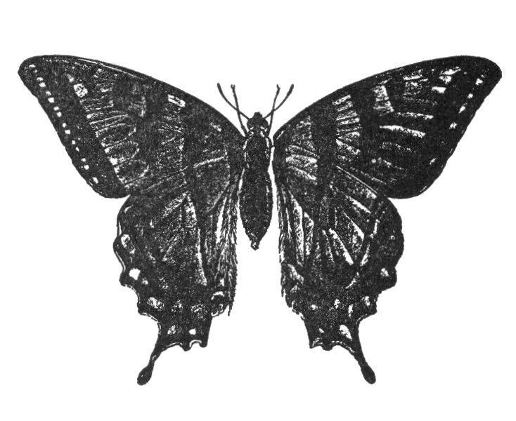 FileNSRW Butterflypng No higher resolution available