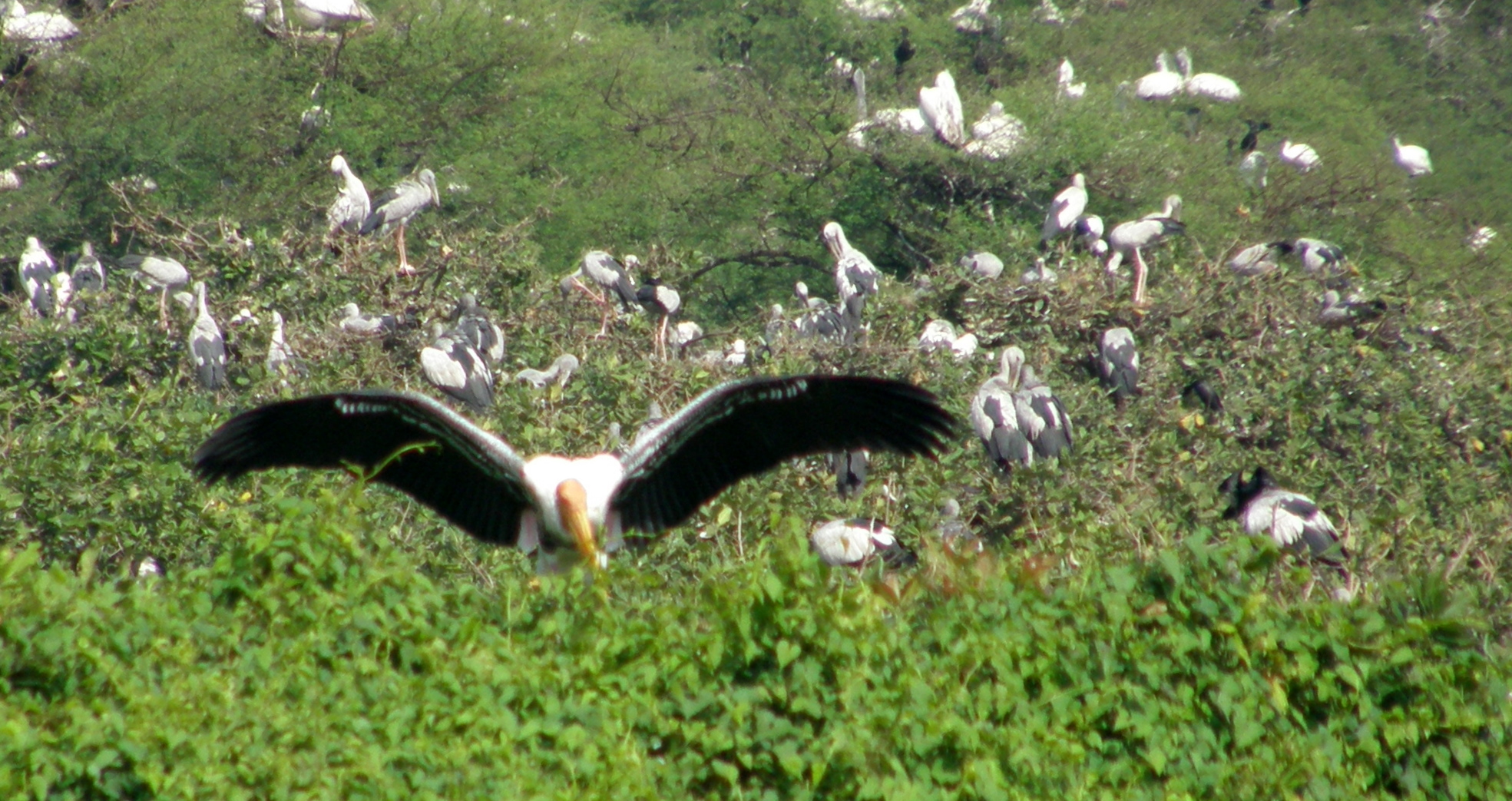 File:Vedanthangal Bird Sanctuary.jpg - Wikipedia, the free ...
