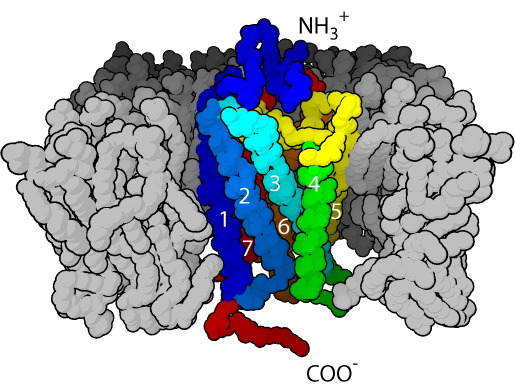 Рецепторы, сопряжённые с G-белками, имеют семь α-спиралей, пронизывающих мембрану