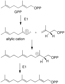 Formation of FPP.