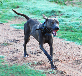 Blue Lacy