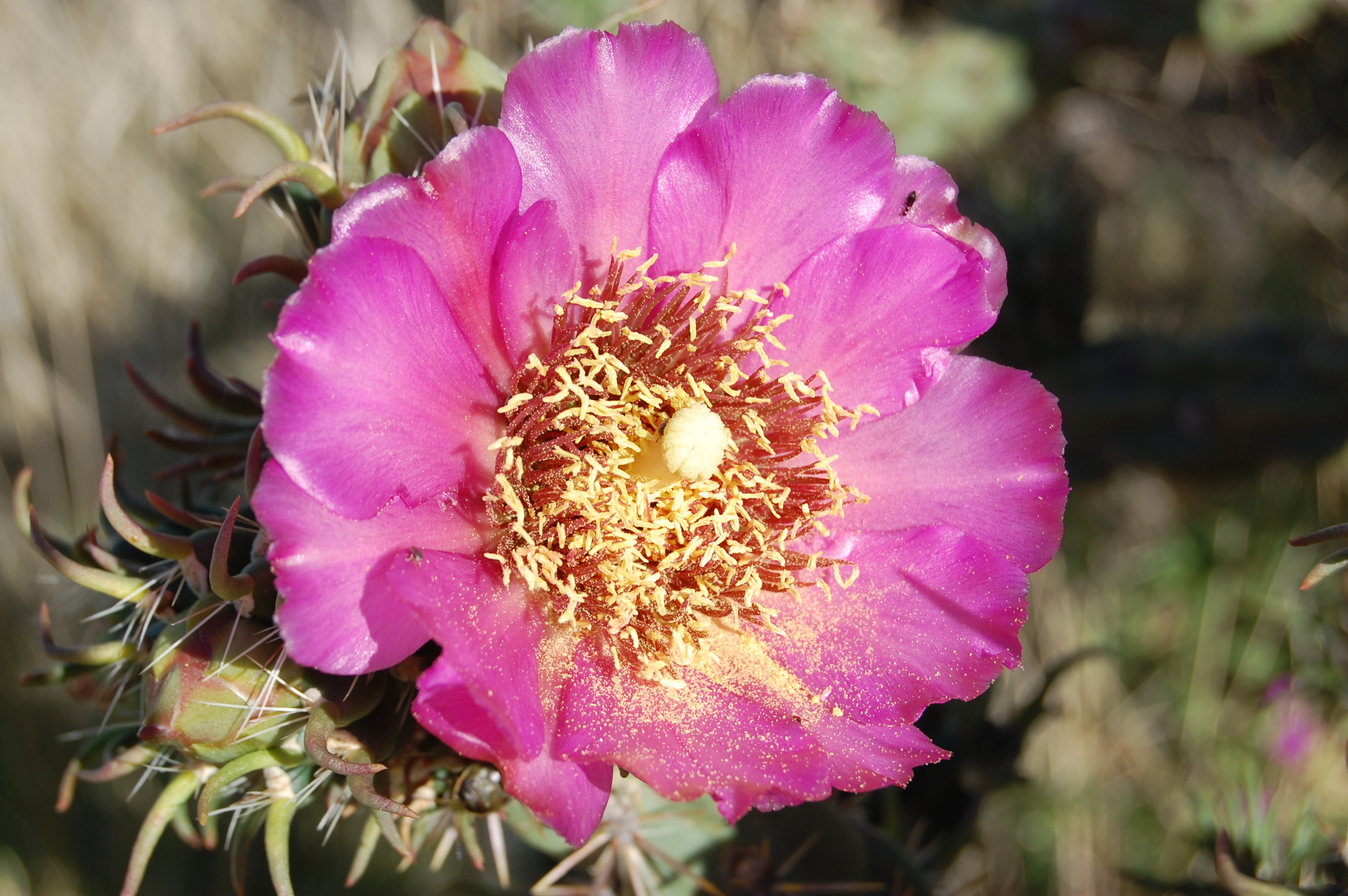 cane cholla