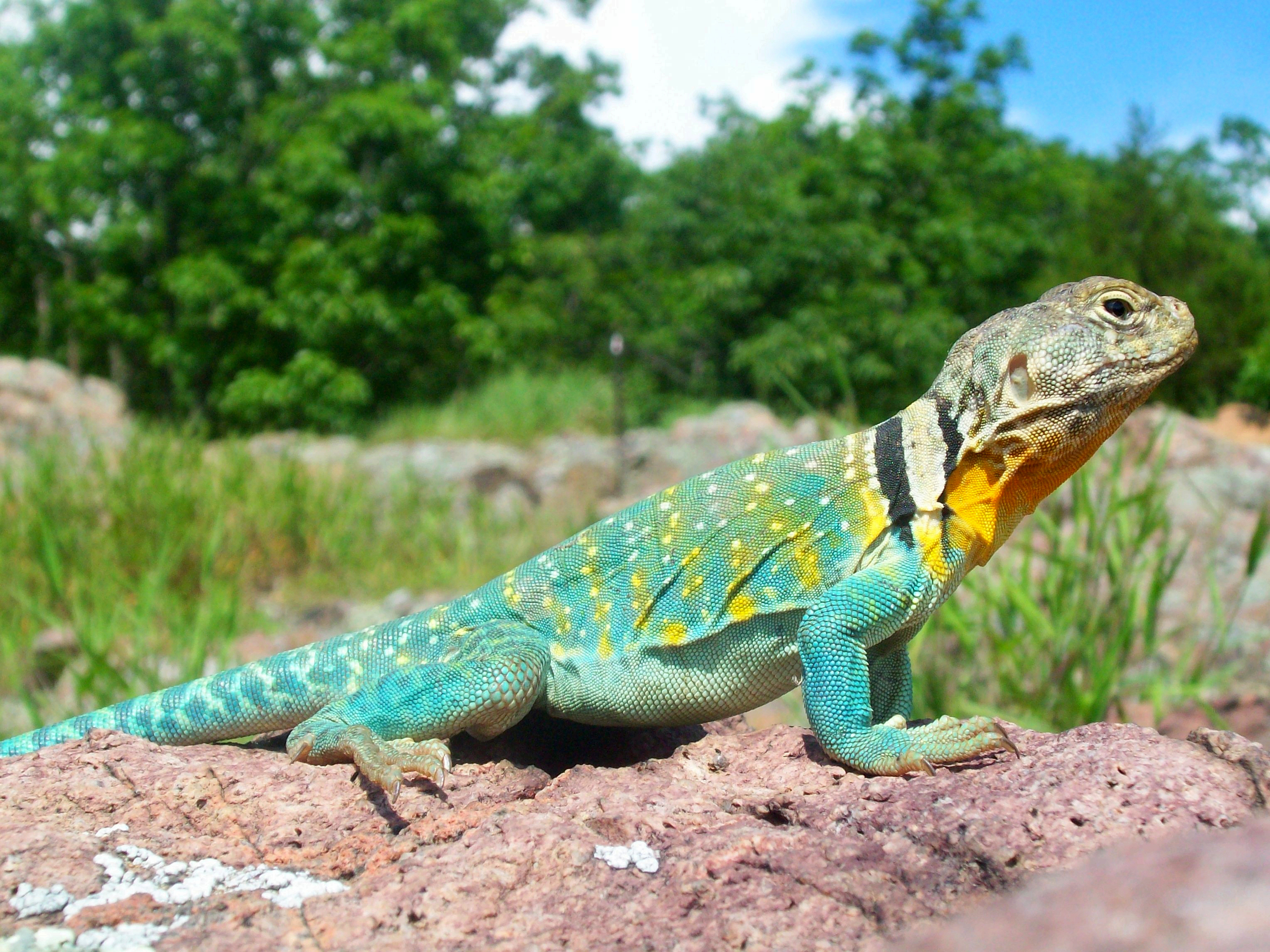 Collared Lizard.jpg