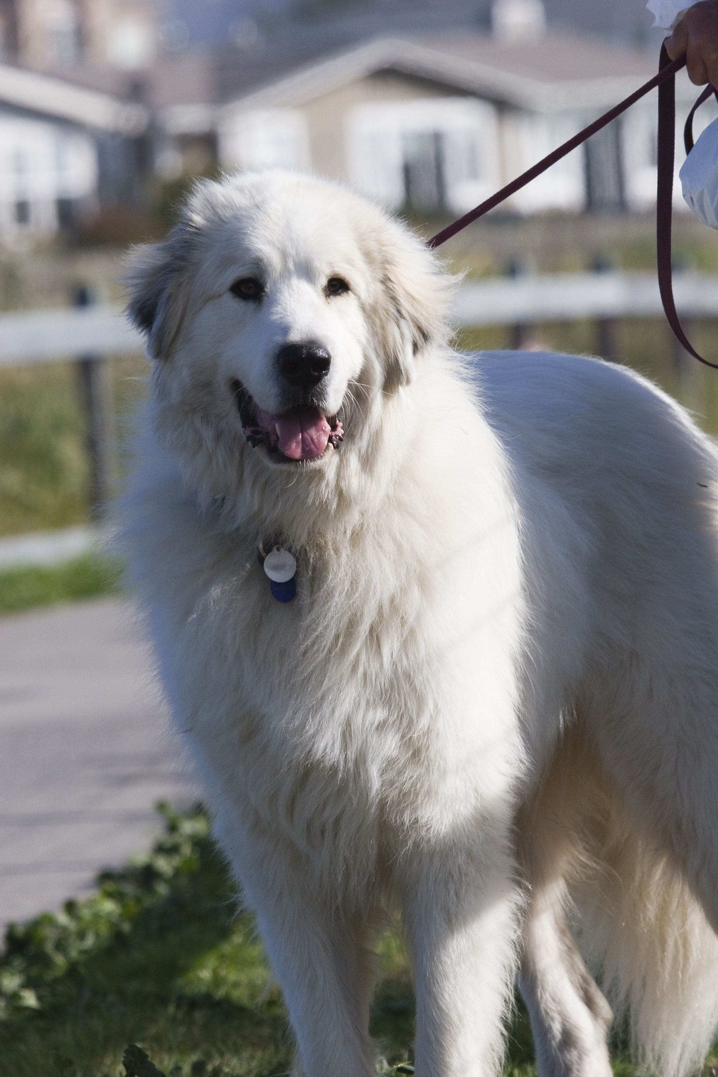 1000+ images about Great Pyrenees on Pinterest | Great ...