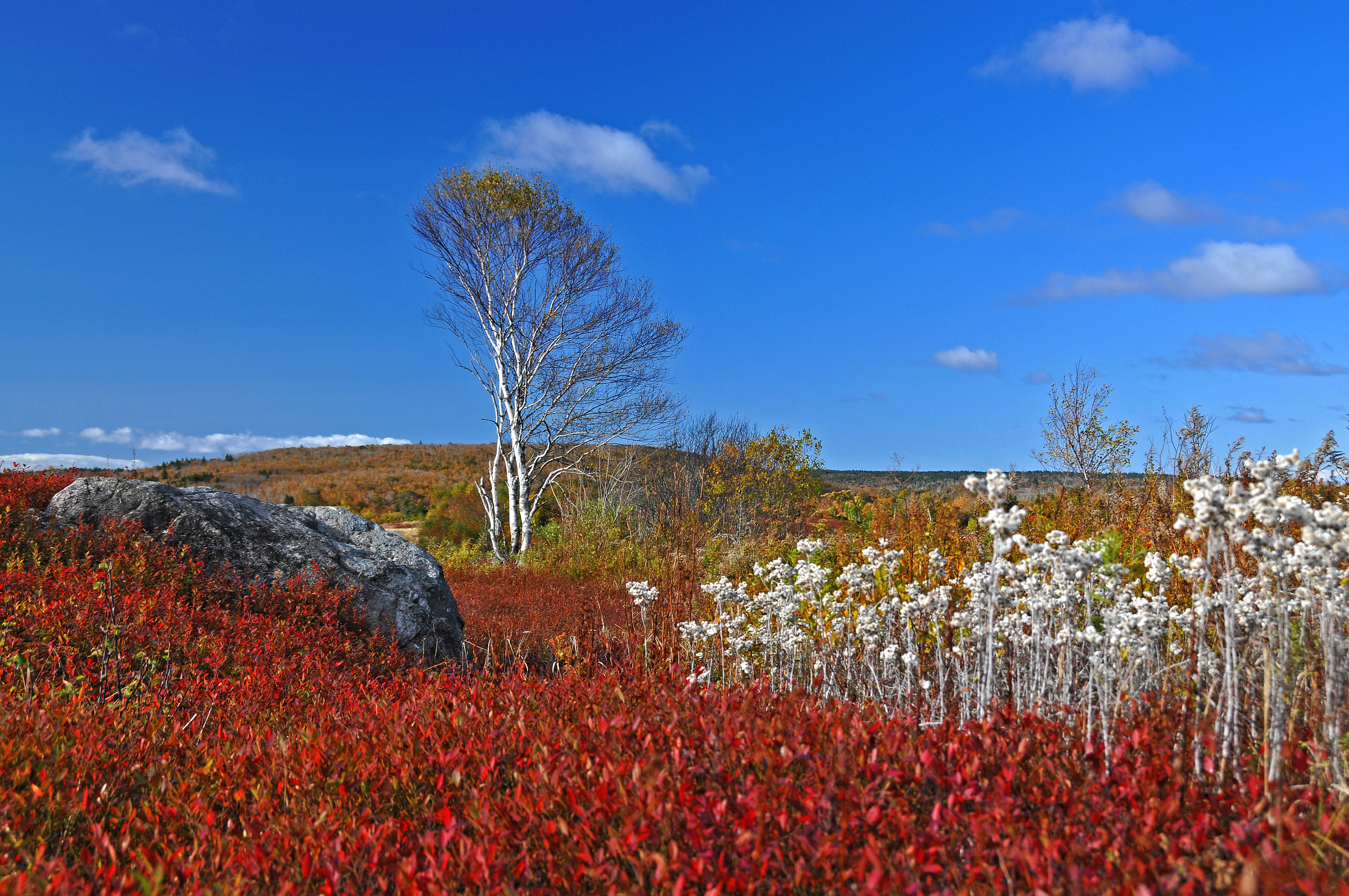 Blueberry Fields