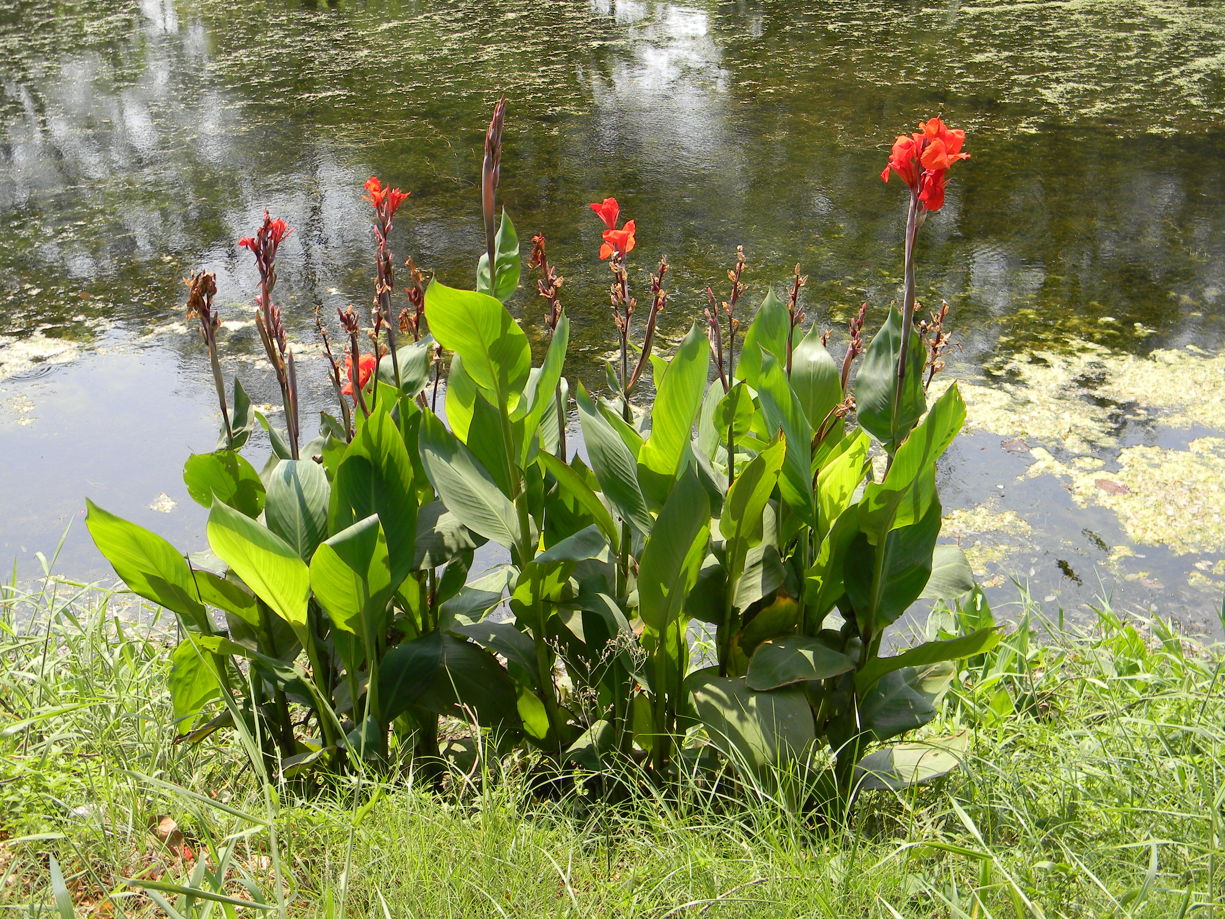 Image Result For The Family Garden